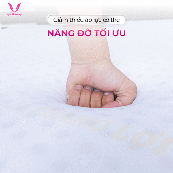 NỆM CAO SU NON CAO CẤP THẮNG LỢI - Hình ảnh 4