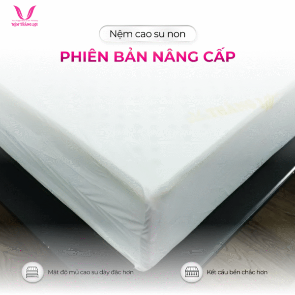 NỆM CAO SU NON CAO CẤP THẮNG LỢI - Hình ảnh 5