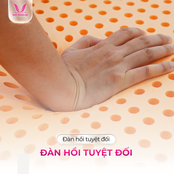 NỆM 100% CAO SU THIÊN NHIÊN THẮNG LỢI SUSU – ORIGINAL - Hình ảnh 3