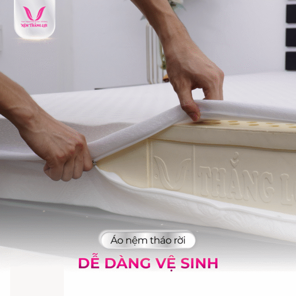 NỆM 100% CAO SU THIÊN NHIÊN THẮNG LỢI TITI – DOUBLE FUNCTION - Hình ảnh 6