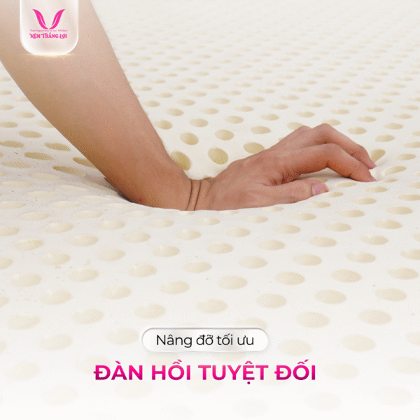 NỆM 100% CAO SU THIÊN NHIÊN THẮNG LỢI TITI – DOUBLE FUNCTION - Hình ảnh 4